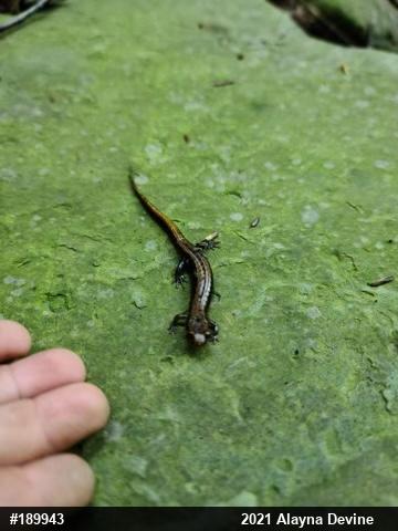 Allegheny Mountain Dusky Salamander