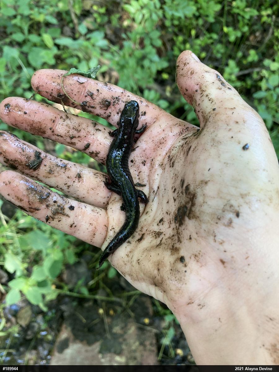 Northern Dusky Salamander