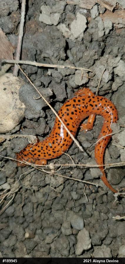 Northern Red Salamander