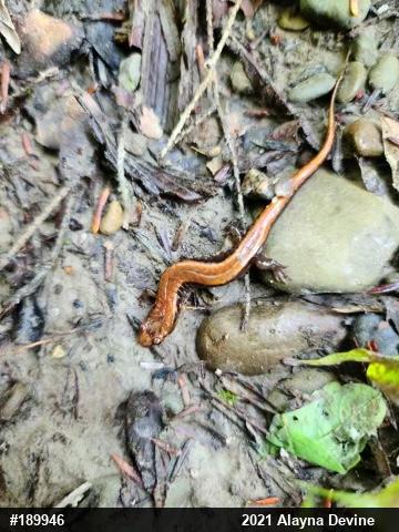Allegheny Mountain Dusky Salamander