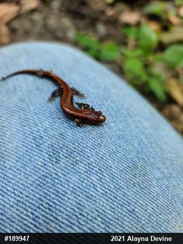 Allegheny Mountain Dusky Salamander
