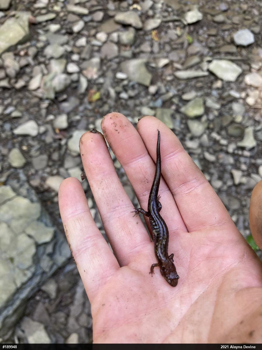 Allegheny Mountain Dusky Salamander