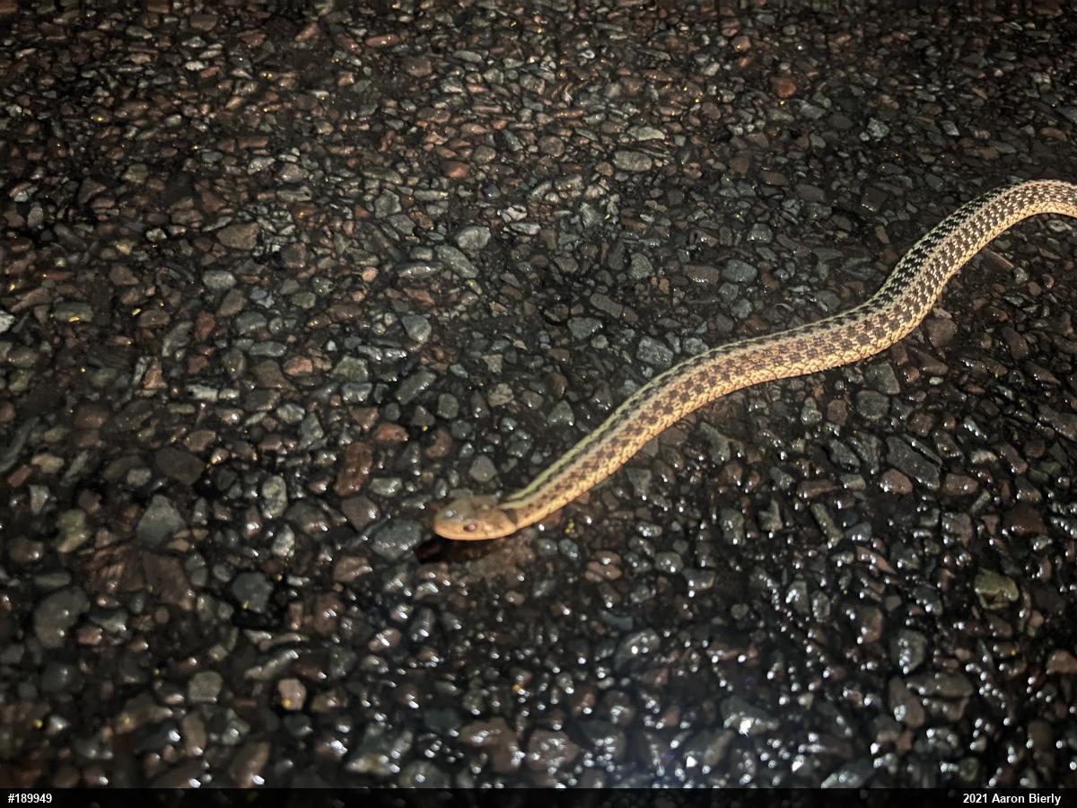 Eastern Gartersnake