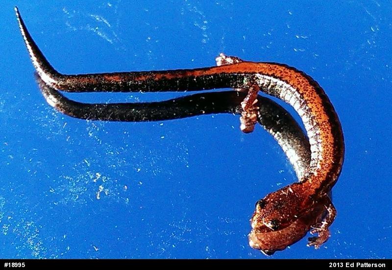 Eastern Red-backed  Salamander