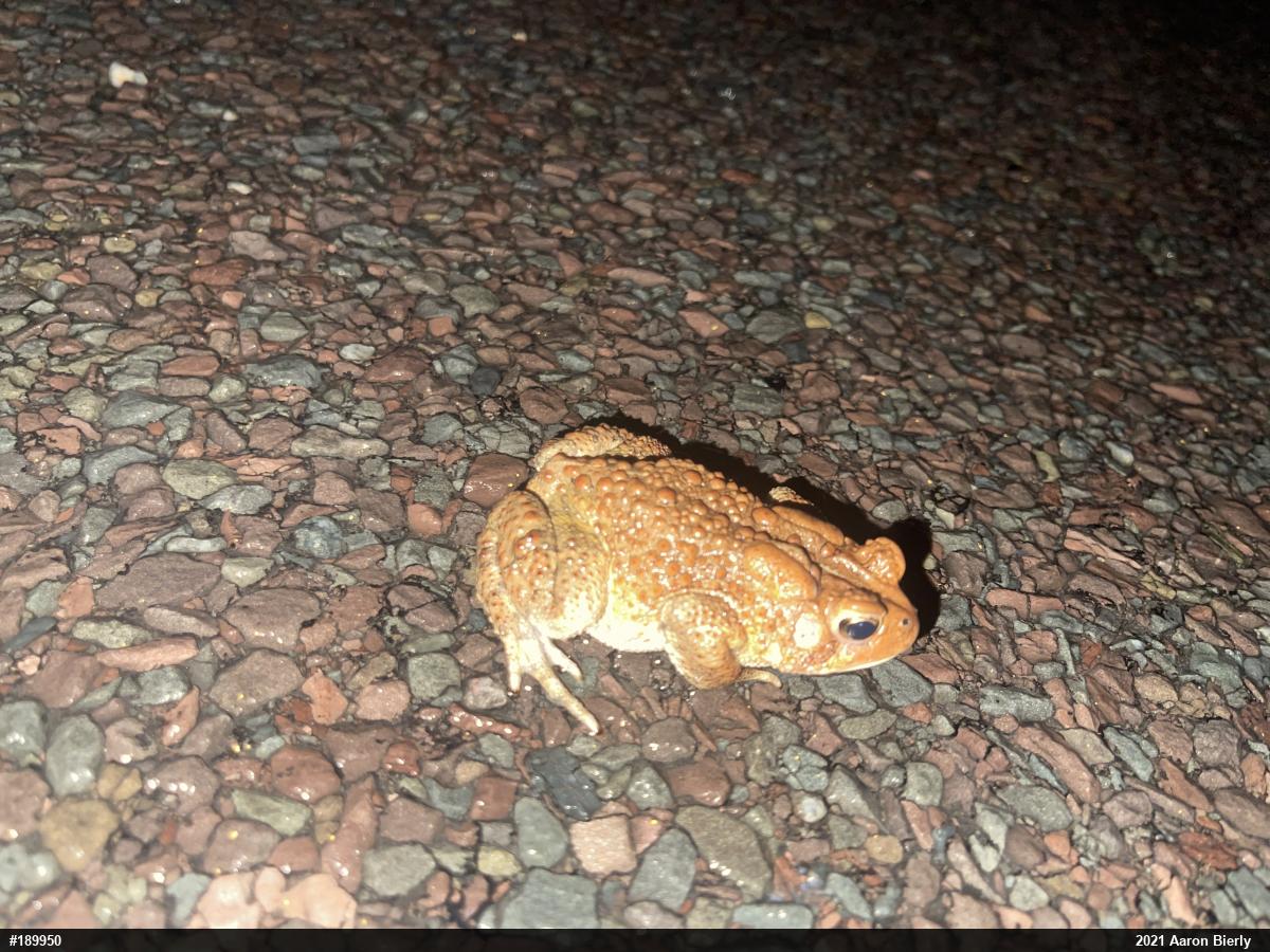 Eastern American Toad