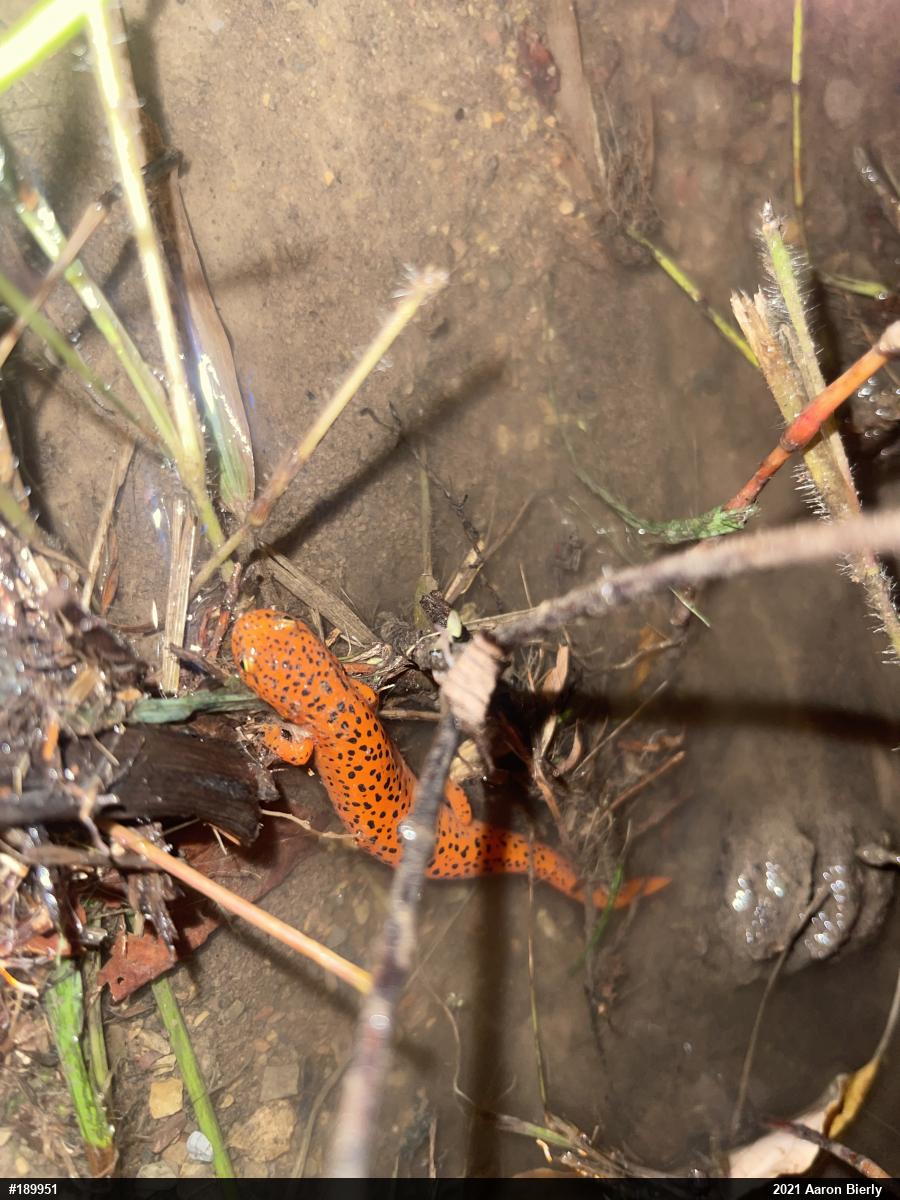 Northern Red Salamander