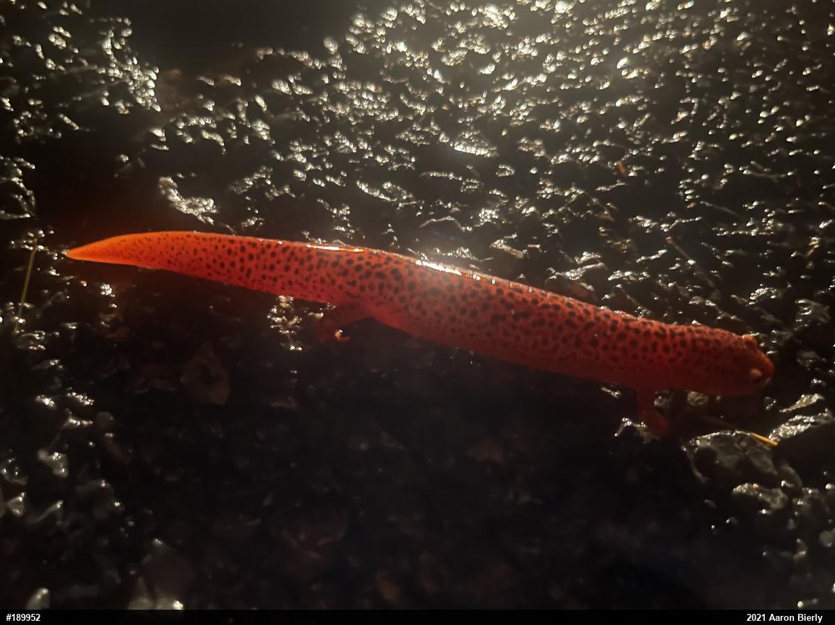 Northern Red Salamander