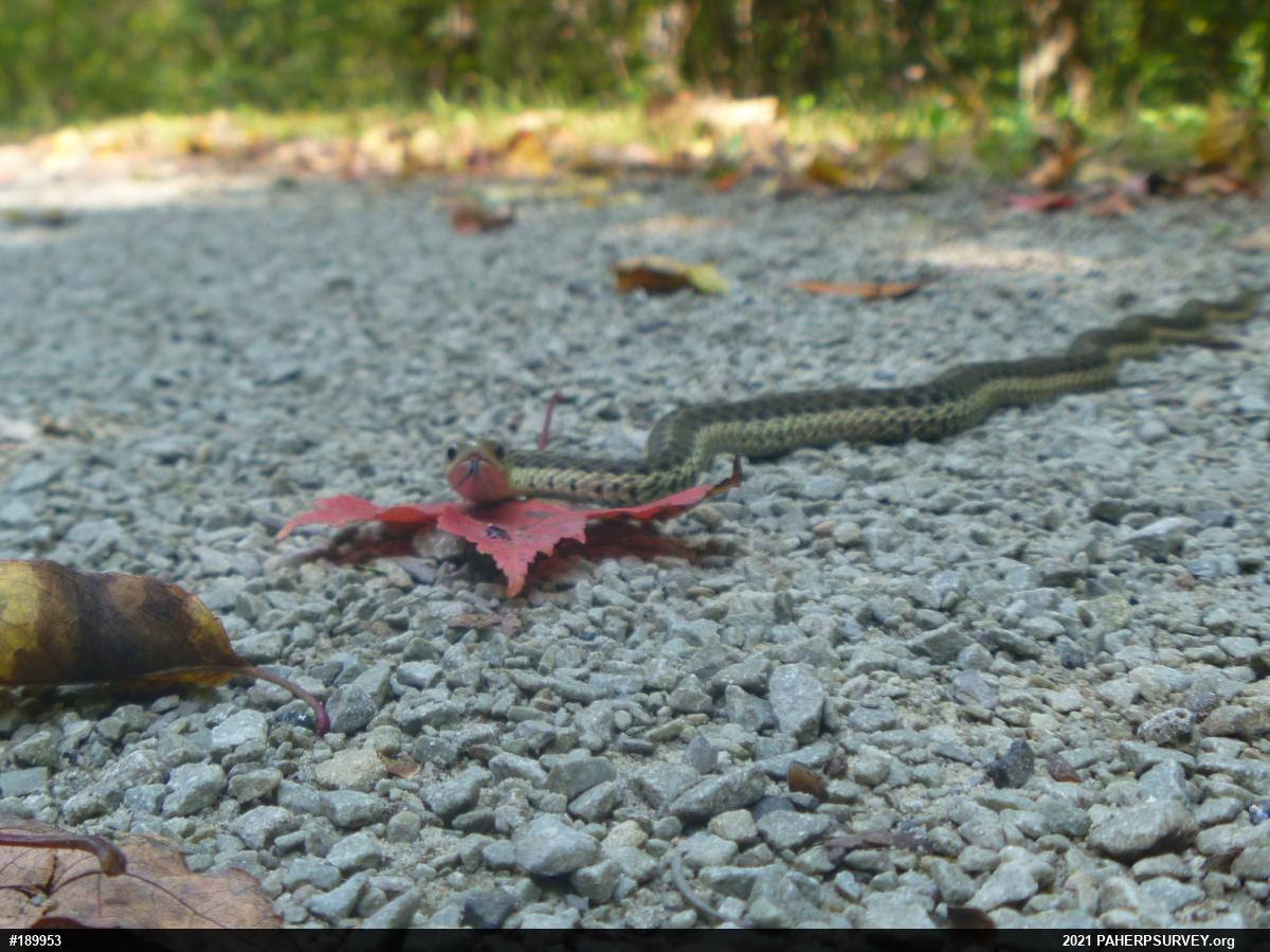 Eastern Gartersnake