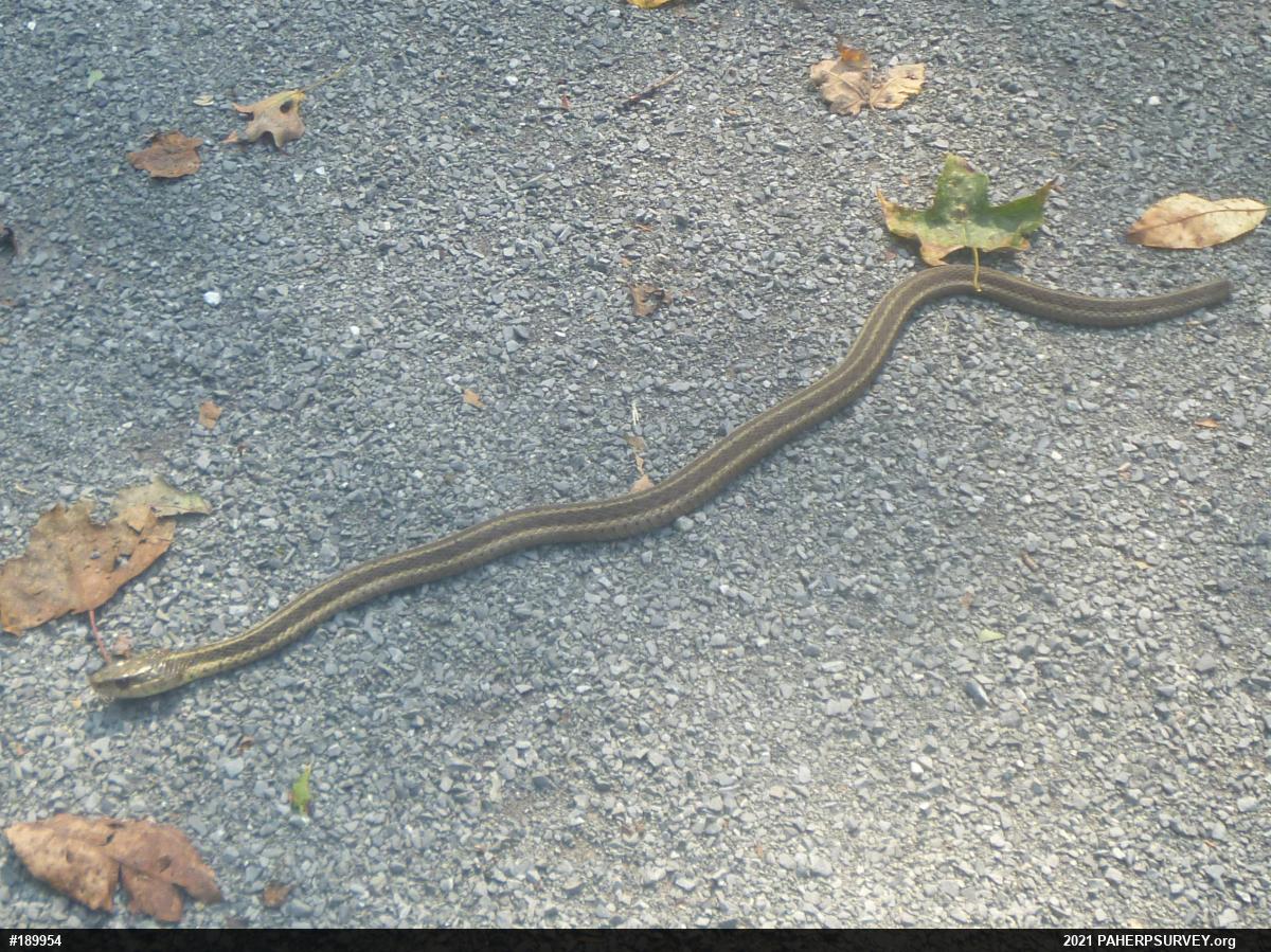 Eastern Gartersnake
