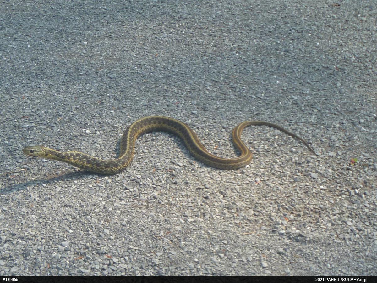 Eastern Gartersnake