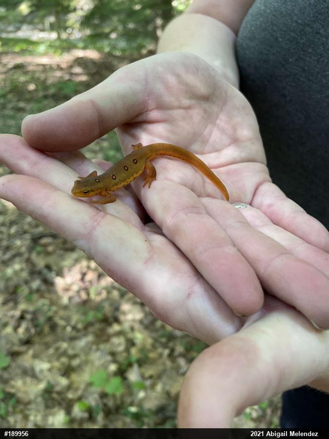 Red-spotted Newt