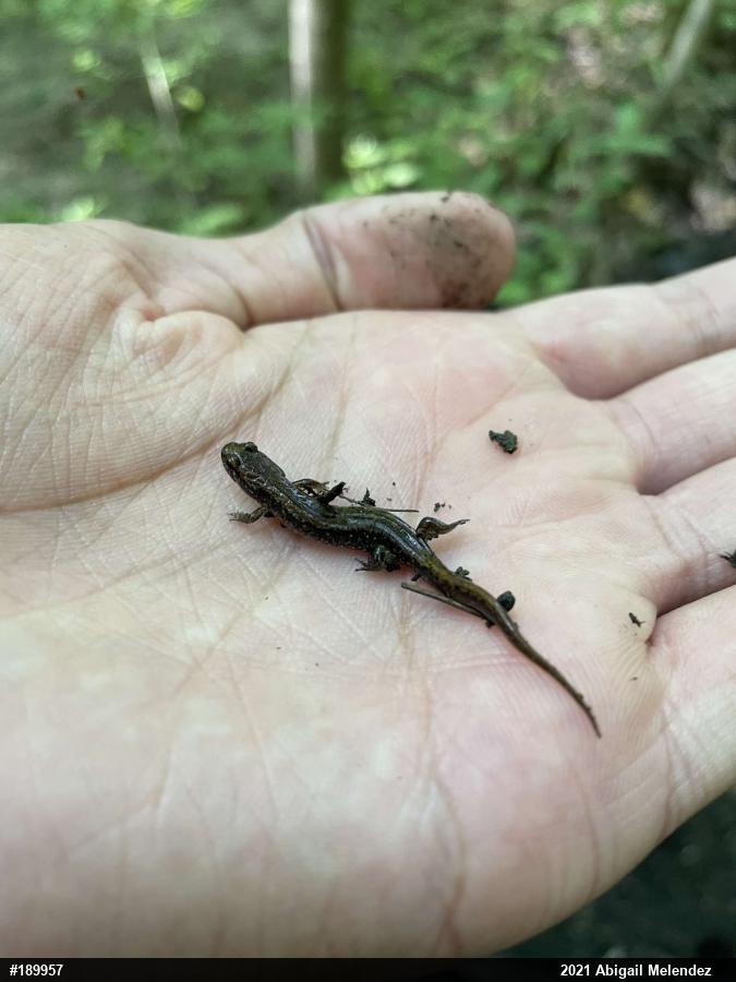 Allegheny Mountain Dusky Salamander