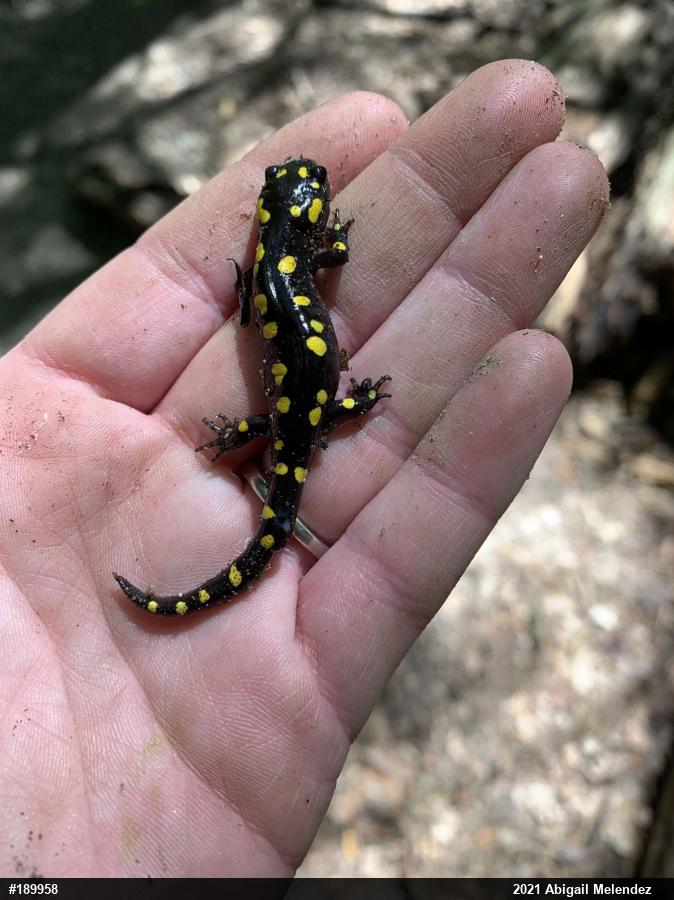Spotted Salamander