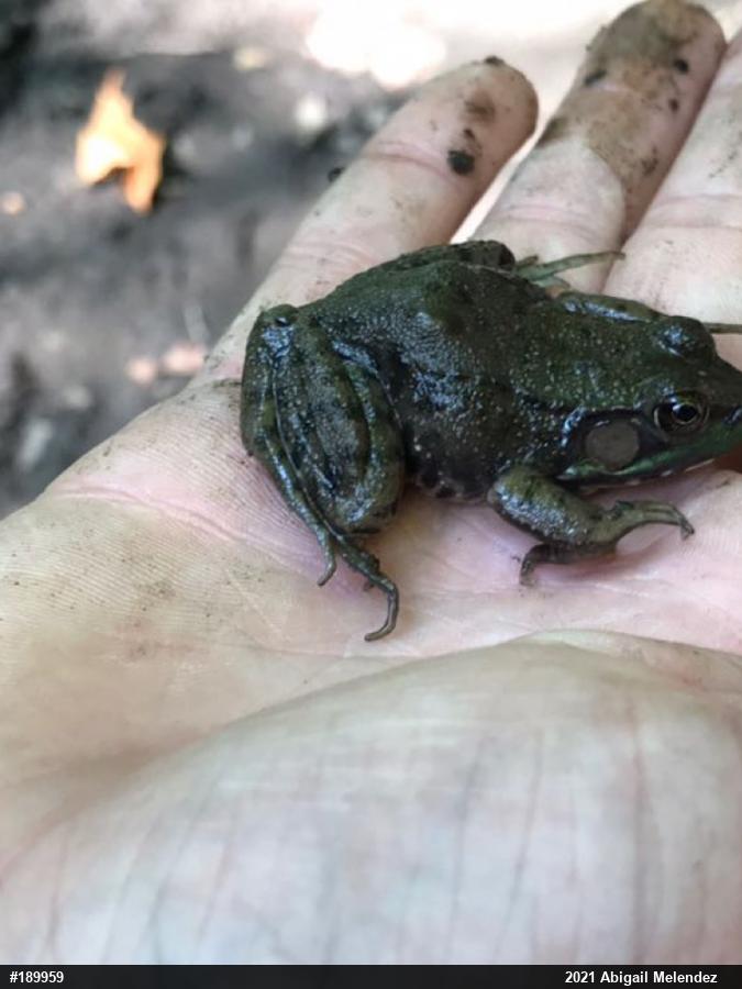 Green Frog