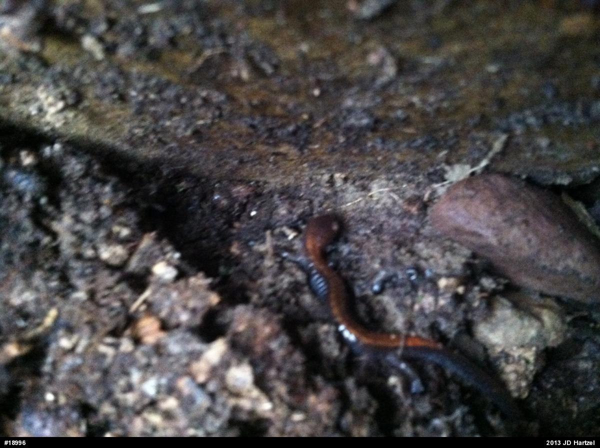 Eastern Red-backed  Salamander