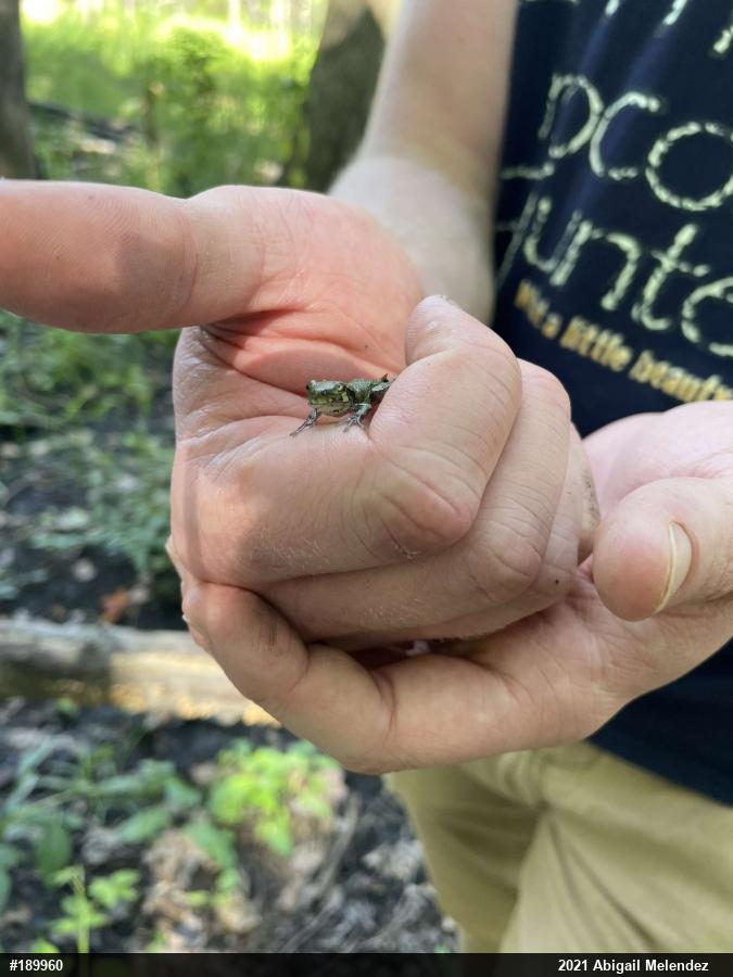 Unknown Gray Treefrog