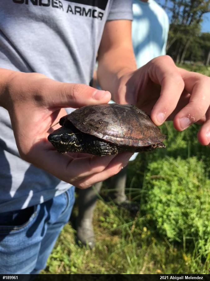 Painted Turtle