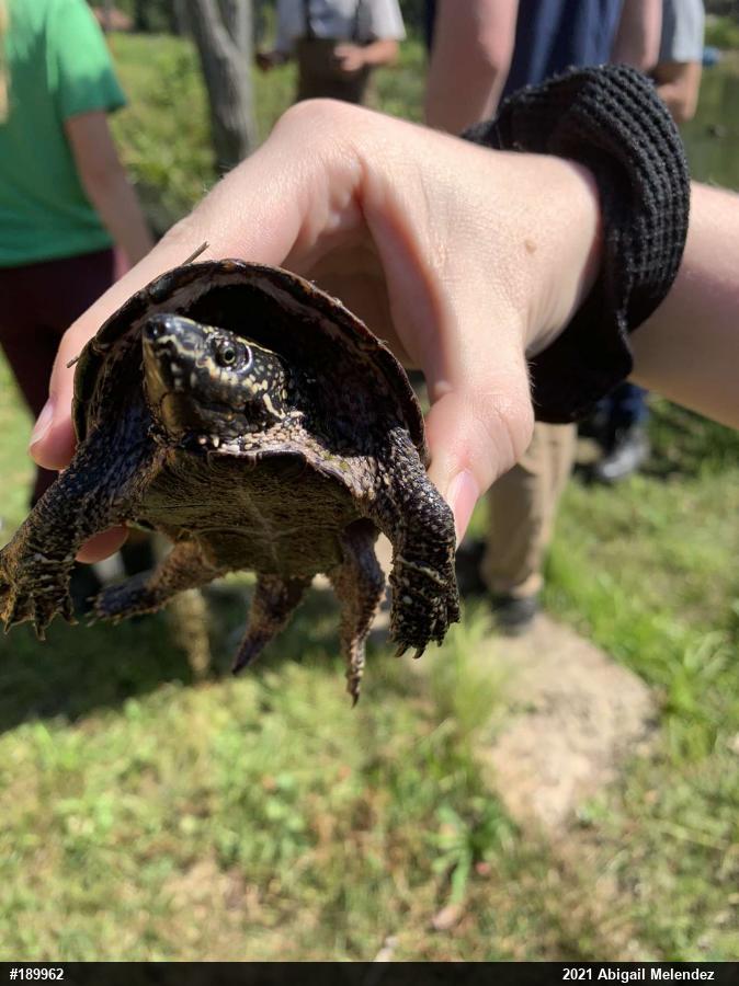 Eastern Musk Turtle