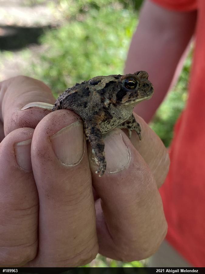 Eastern American Toad