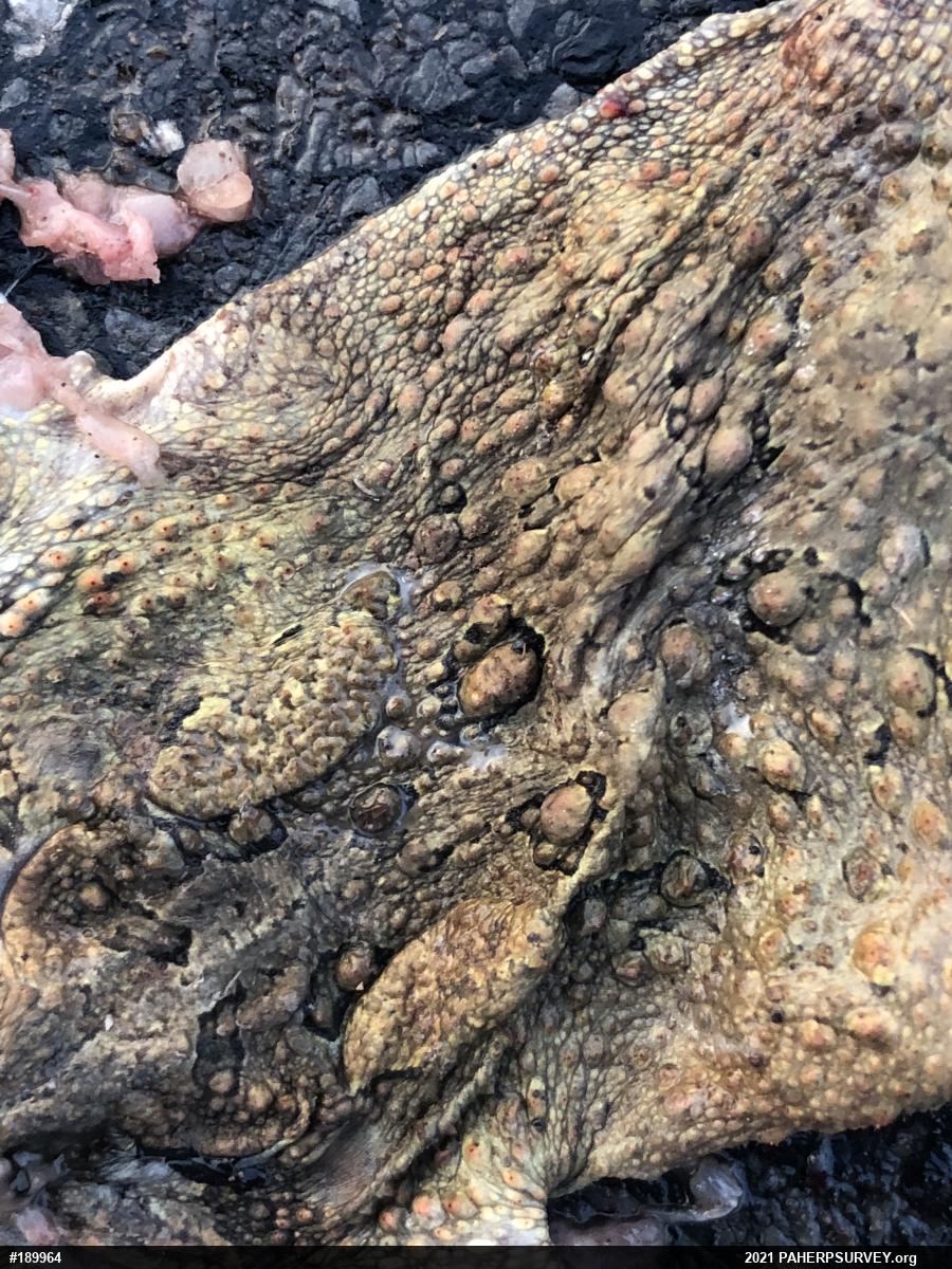 Eastern American Toad