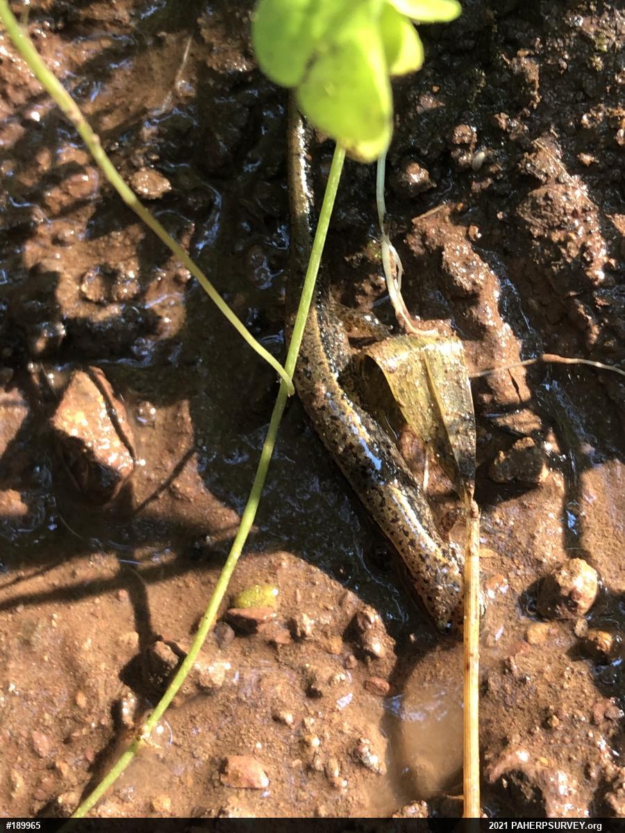 Northern Two-lined Salamander