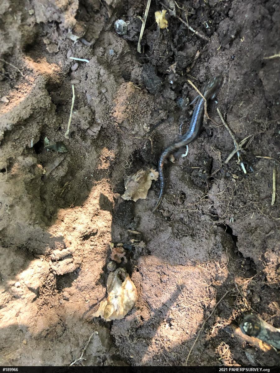 Eastern Red-backed  Salamander