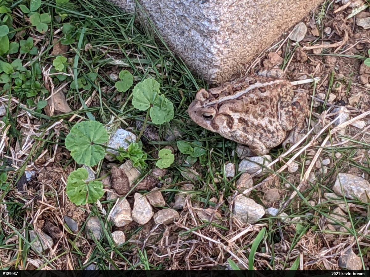 Eastern American Toad
