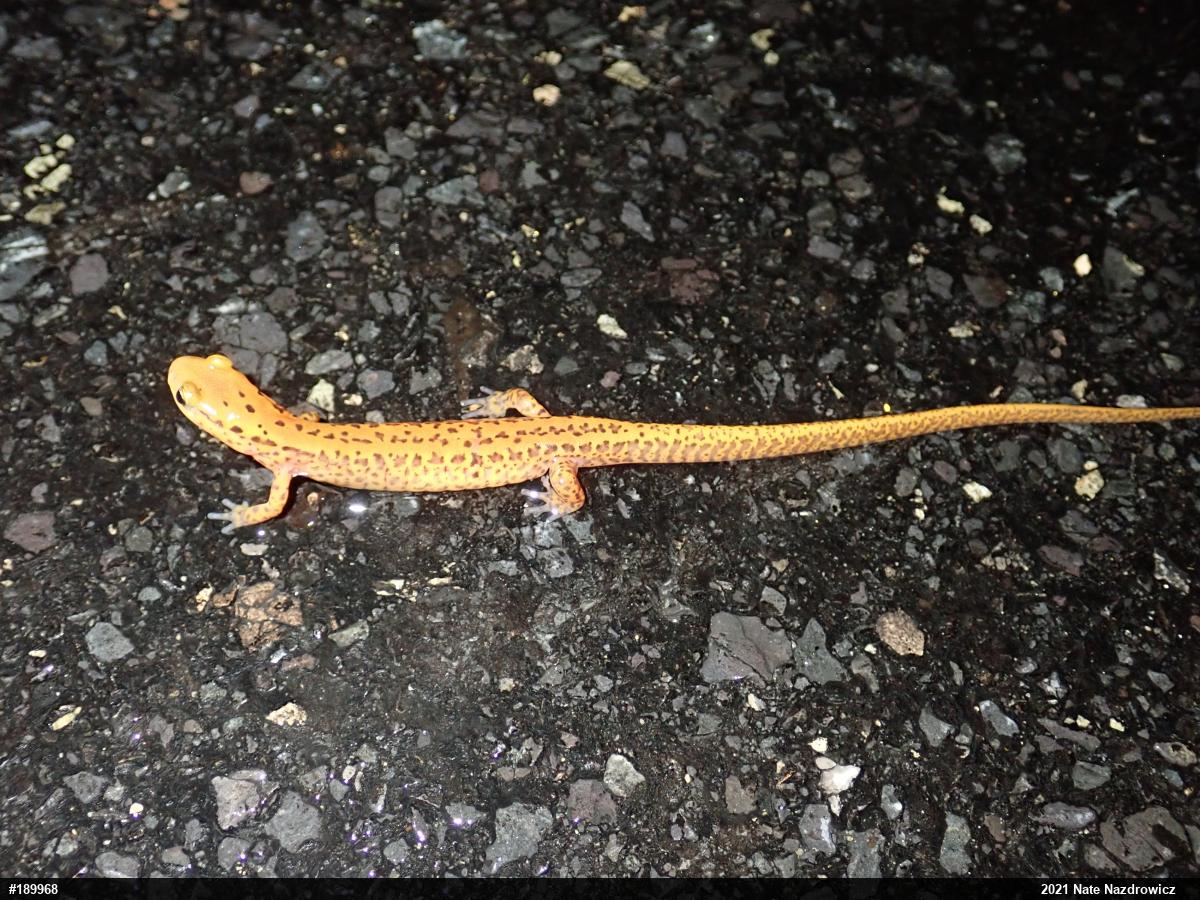 Eastern Long-tailed Salamander