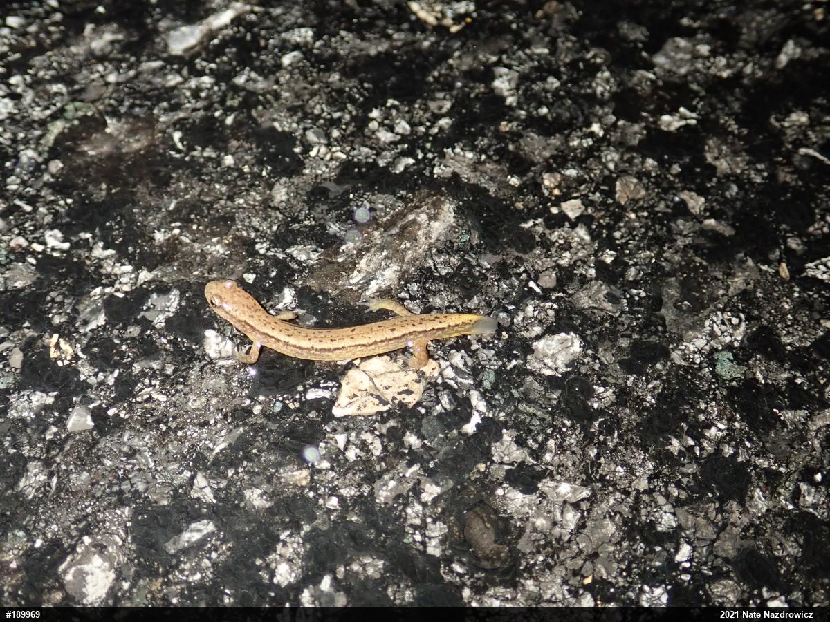 Northern Two-lined Salamander