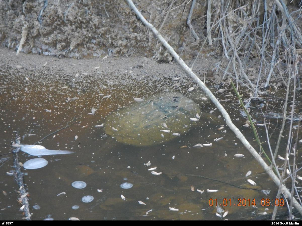 Snapping Turtle