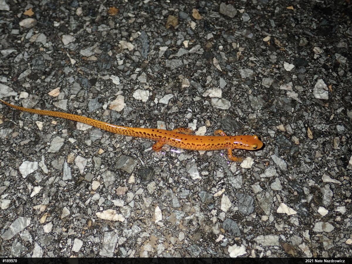 Eastern Long-tailed Salamander