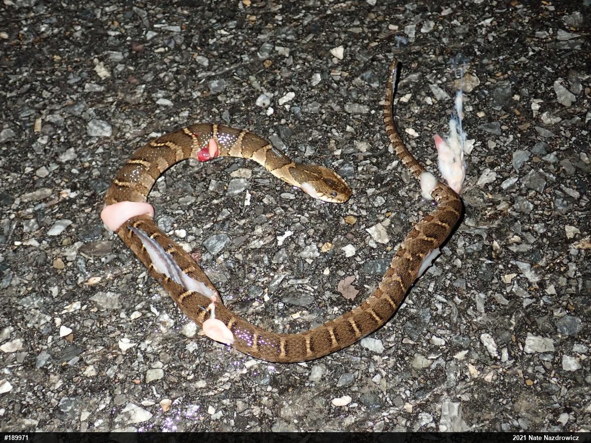 Northern Watersnake
