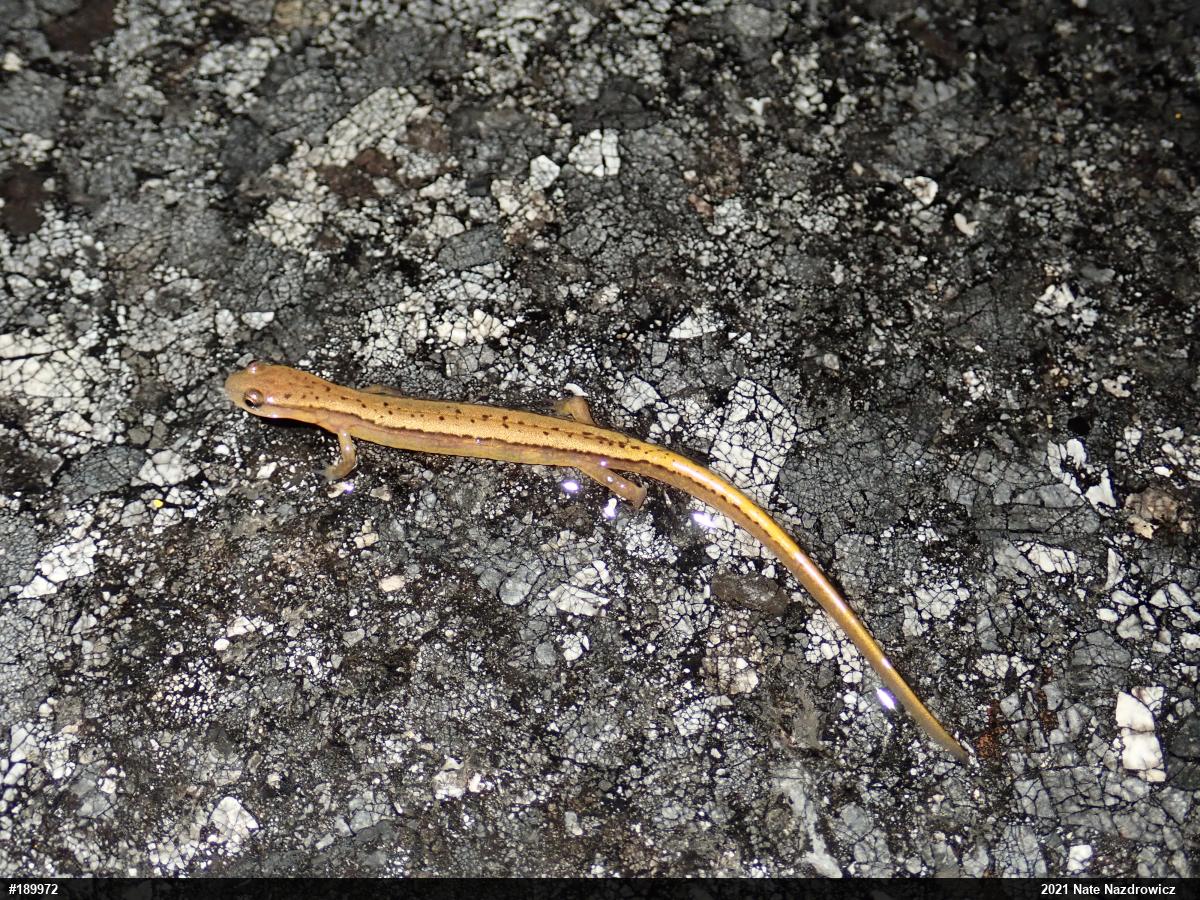Northern Two-lined Salamander