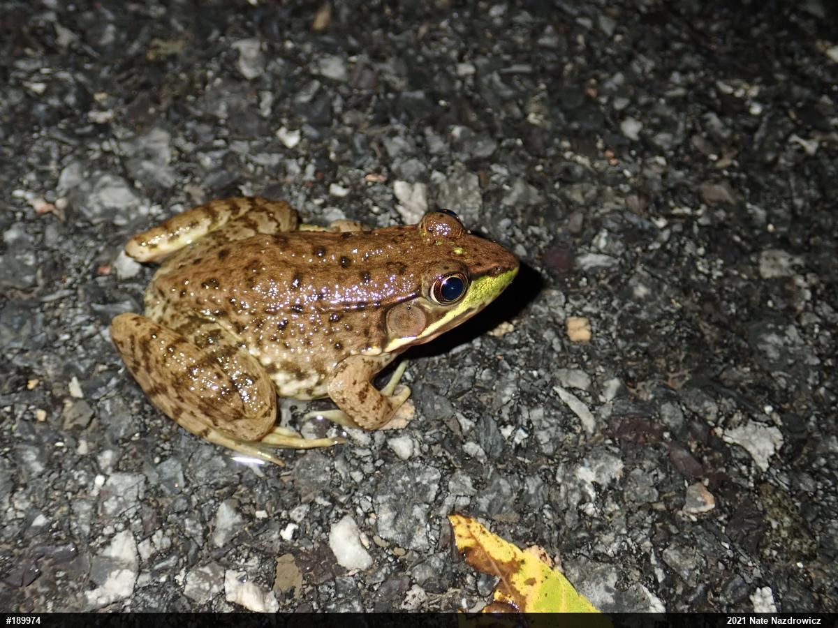 Green Frog