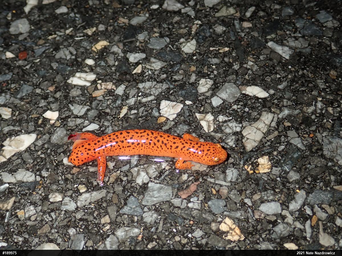 Northern Red Salamander