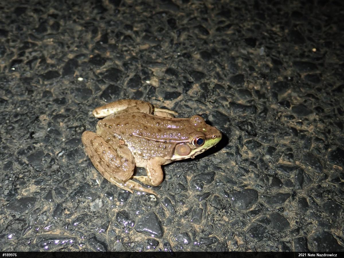 Green Frog