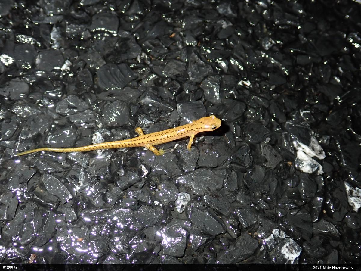 Eastern Long-tailed Salamander