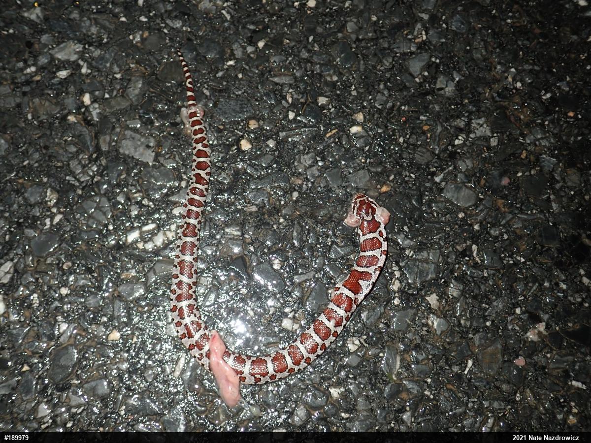 Eastern Milksnake
