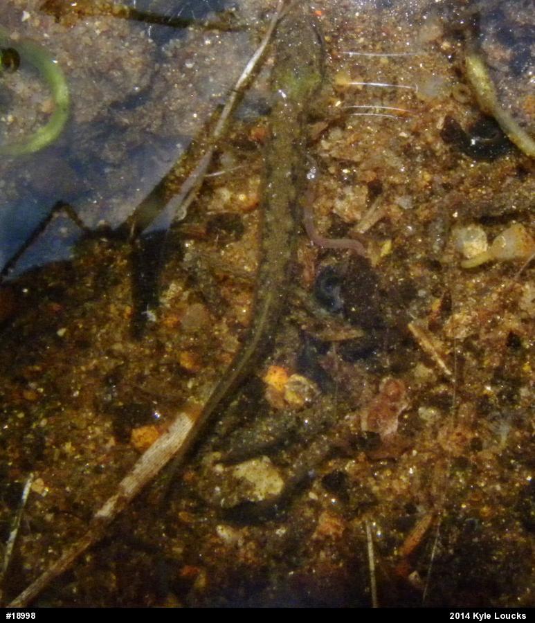 Northern Two-lined Salamander