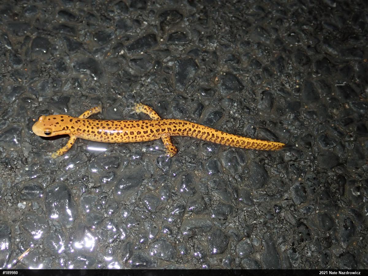 Eastern Long-tailed Salamander