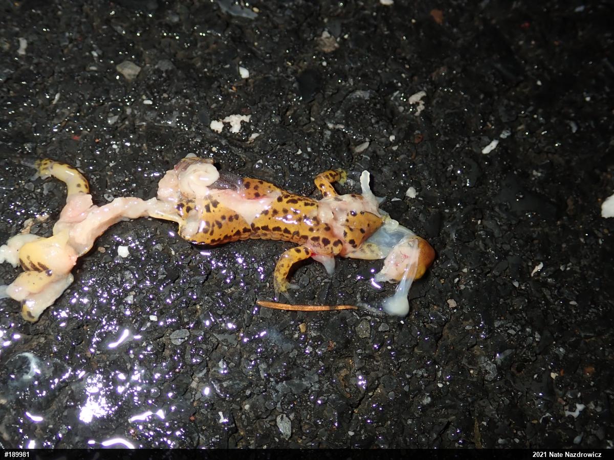Eastern Long-tailed Salamander