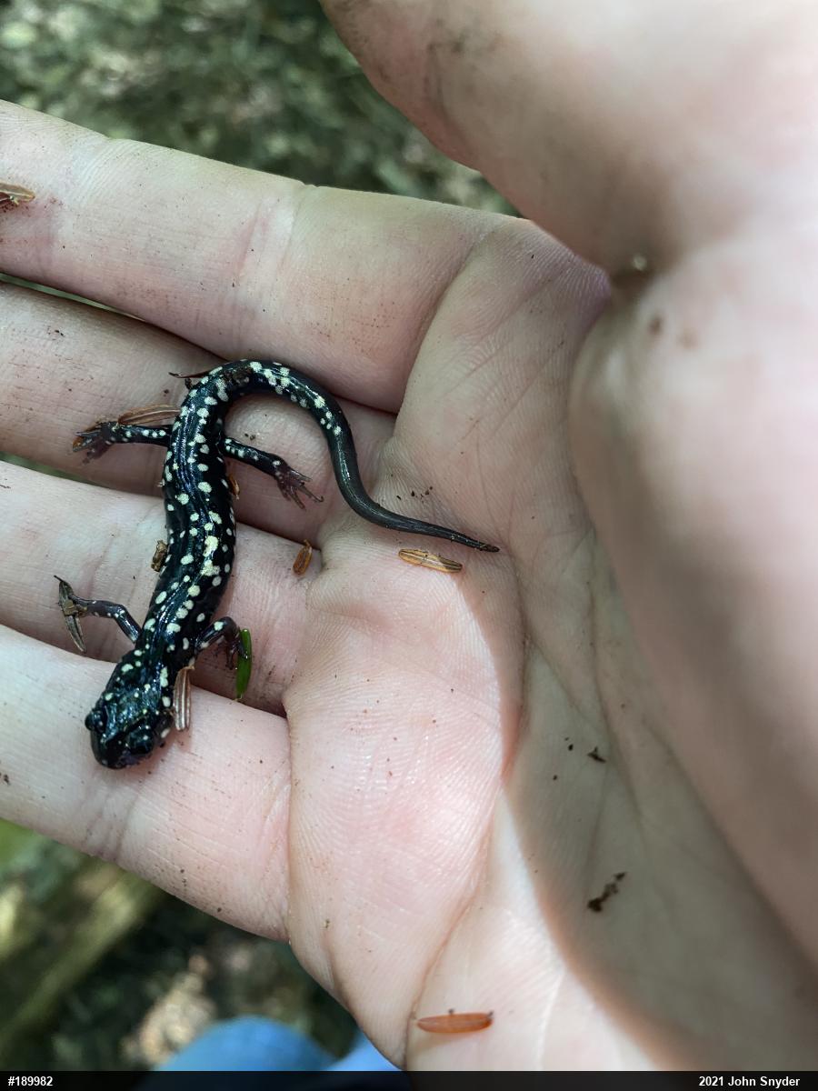 Northern Slimy Salamander