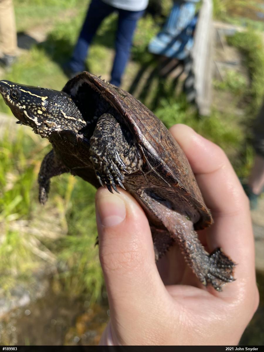 Eastern Musk Turtle
