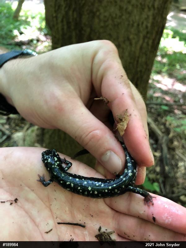 Northern Slimy Salamander