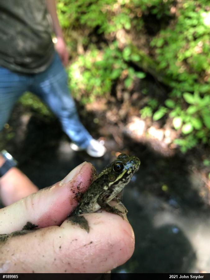 Green Frog
