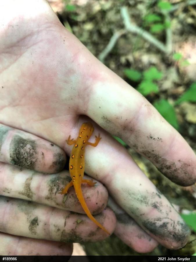 Red-spotted Newt