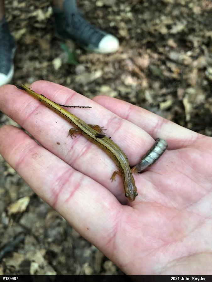 Northern Two-lined Salamander