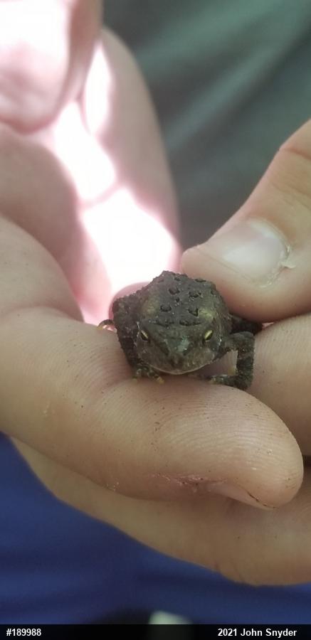 Eastern American Toad