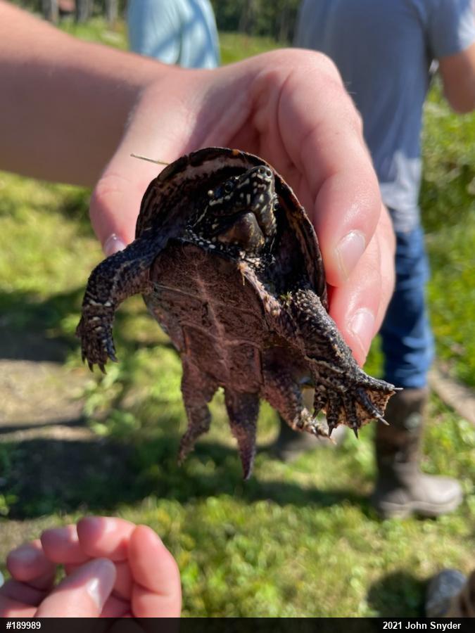 Eastern Musk Turtle