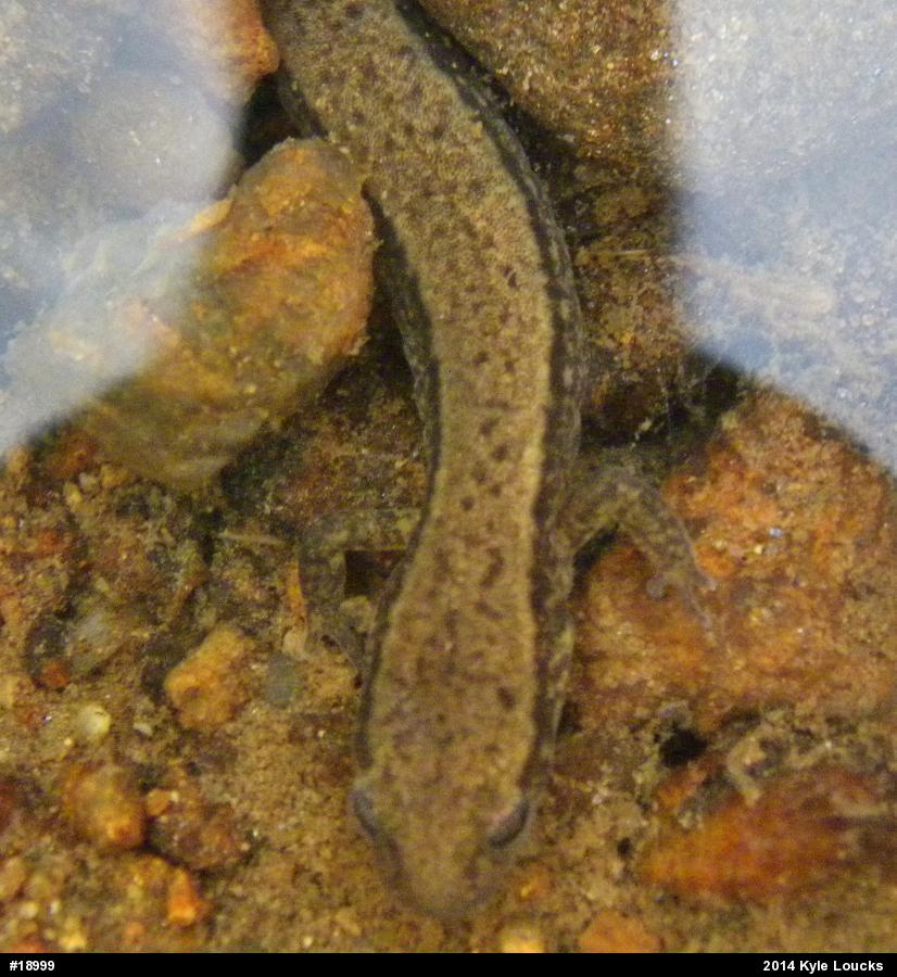Northern Two-lined Salamander